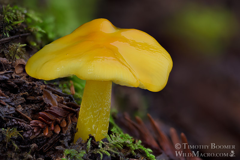 Golden waxy cap (Hygrocybe flavescens).  Kruse Rhododendron SNR, Sonoma County, California, USA.  Stock Photo ID=FUN0368