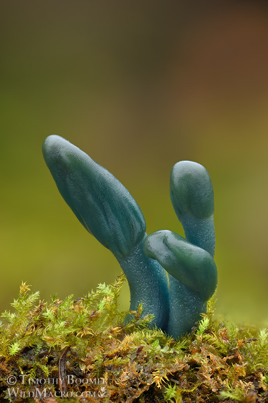 Green earthtongue (Microglossum viride).  Kruse Rhododendron SNR, Sonoma County, California, USA.  Stock Photo ID=FUN0425