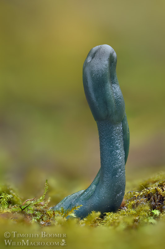 Green earthtongue (Microglossum viride).  Kruse Rhododendron SNR, Sonoma County, California, USA.  Stock Photo ID=FUN0426