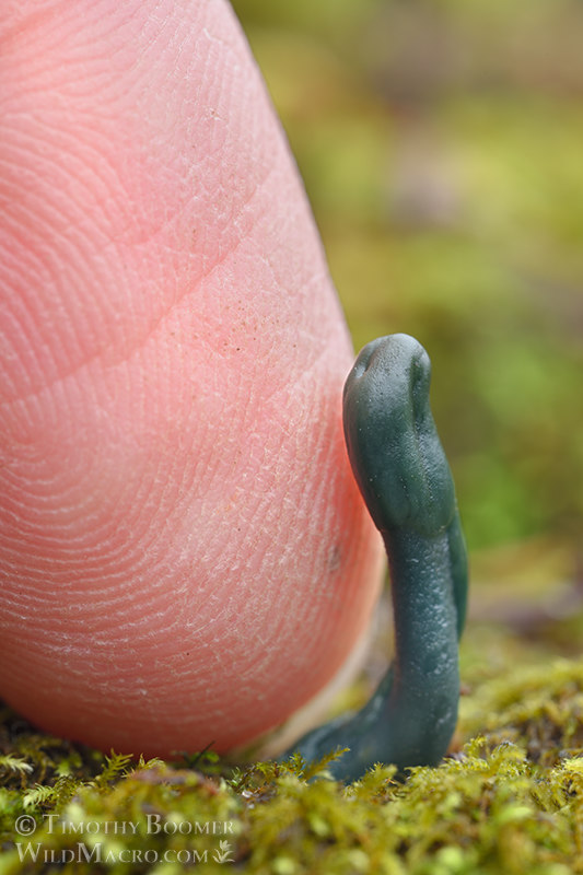 Green earthtongue (Microglossum viride).  Kruse Rhododendron SNR, Sonoma County, California, USA.  Stock Photo ID=FUN0427