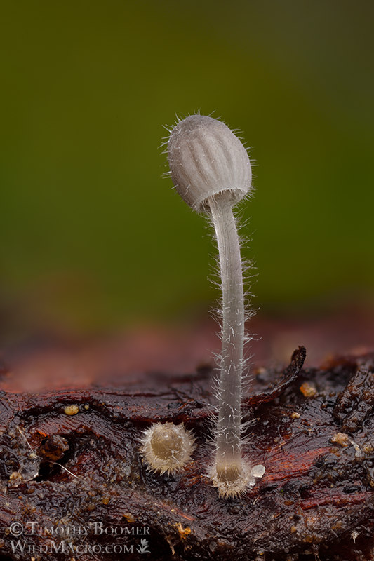 Hairy bonnet (Mycena longiseta).  Kruse Rhododendron State Natural Reserve, Sonoma County, California, USA.  Stock Photo ID=FUN0387