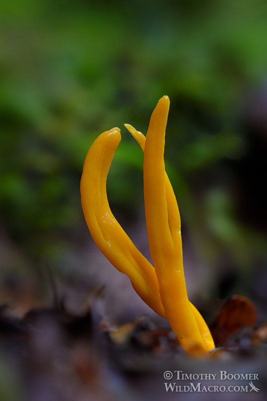 Handsome club (Clavulinopsis laeticolor). Samuel P. Taylor State Park, Marin County, California, USA.  Stock Photo ID=FUN0288