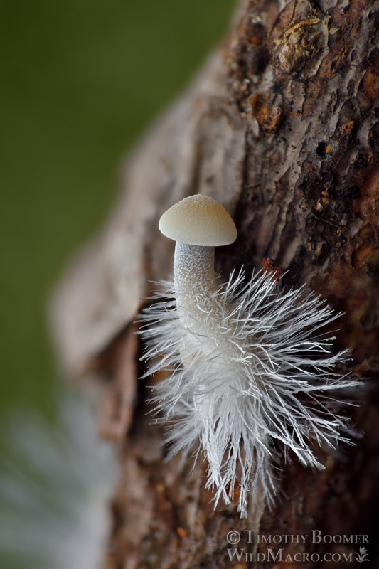 Iodine bonnet (Mycena filopes).  Point Reyes National Seashore, Marin County, California, USA.  Stock Photo ID=FUN0338