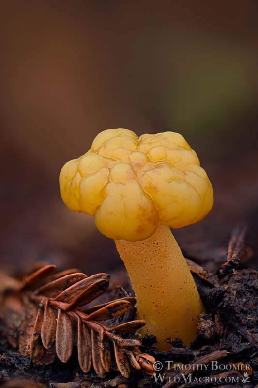 Jelly baby (Leotia lubrica).  Kruse Rhododendron SNR, Sonoma County, California, USA.  Stock Photo ID=FUN0370