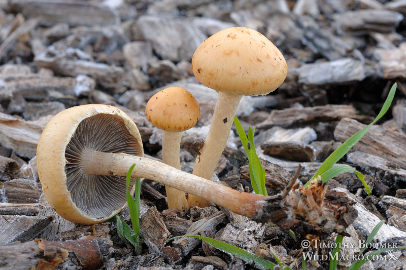Mulch maids (Leratiomyces percevalii). Shields Oak Grove, UC Davis Arboretum, Davis, Yolo County, California, USA. Stock Photo ID=FUN0050 Mulch maids (Leratiomyces percevalii). Shields Oak Grove, UC Davis Arboretum, Davis, Yolo County, California, USA. Stock Photo ID=FUN0050