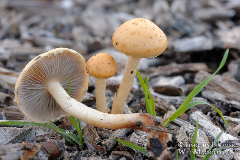 Mulch maids (Leratiomyces percevalii). Shields Oak Grove, UC Davis Arboretum, Davis, Yolo County, California, USA. Stock Photo ID=FUN0051 Mulch maids (Leratiomyces percevalii). Shields Oak Grove, UC Davis Arboretum, Davis, Yolo County, California, USA. Stock Photo ID=FUN0051