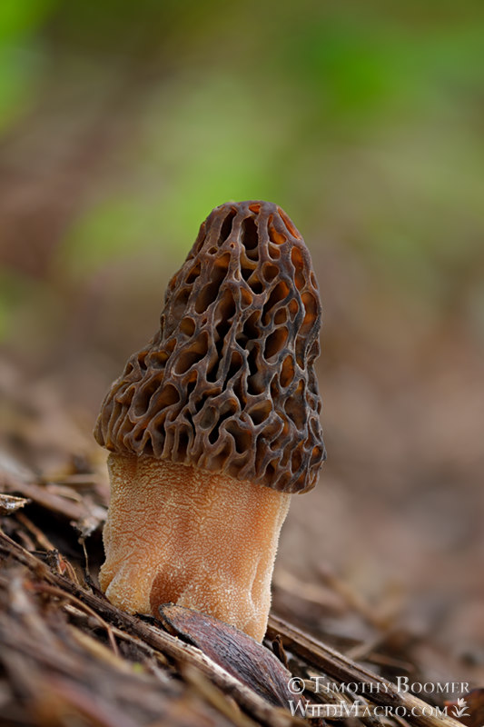 Natural black morel (Morchella snyderi).  Tahoe National Forest, Nevada County, California, USA.  Stock Photo ID=FUN0295