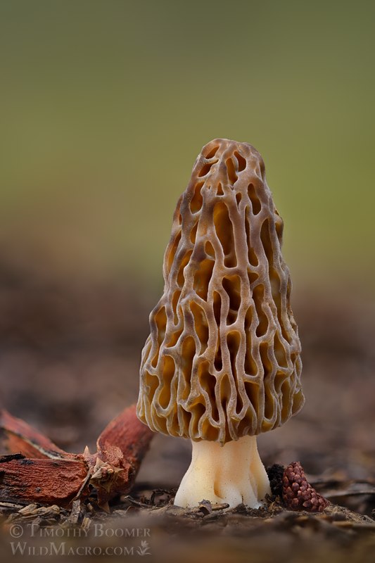 Natural black morel (Morchella snyderi).  Tahoe National Forest, Nevada County, California, USA.  Stock Photo ID=FUN0445
