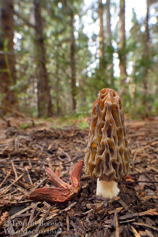 Natural black morel (Morchella snyderi).  Tahoe National Forest, Nevada County, California, USA.  Stock Photo ID=FUN0446