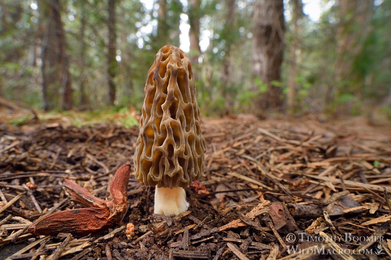 Natural black morel (Morchella snyderi).  Tahoe National Forest, Nevada County, California, USA.  Stock Photo ID=FUN0447