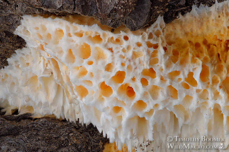 Orange sponge polypore (Pycnoporellus alboluteus). Eldorado National Forest, Sierra Nevada, Amador County, California, USA. Stock Photo ID=FUN0306 Orange sponge polypore (Pycnoporellus alboluteus). Eldorado National Forest, Sierra Nevada, Amador County, California, USA. Stock Photo ID=FUN0306