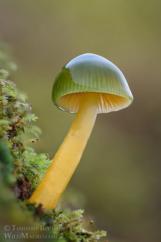 Parrot mushroom (Gliophorus psittacinus). Portola Redwoods State Park, San Mateo County, California, USA. Stock Photo ID=FUN0442 Parrot mushroom (Gliophorus psittacinus). Portola Redwoods State Park, San Mateo County, California, USA. Stock Photo ID=FUN0442
