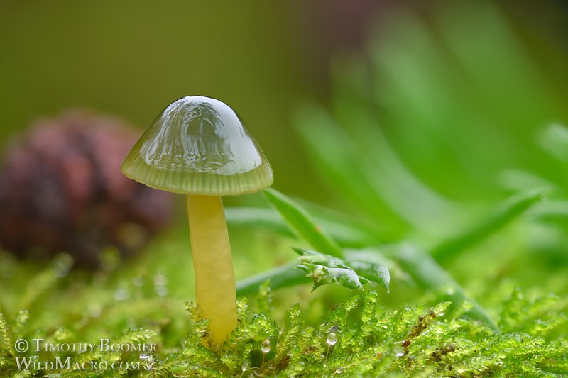 Parrot waxcap mushroom (Gliophorus psittacinus). Kruse Rhododendron SNR, Sonoma County, California, USA.  Stock Photo ID=FUN0453