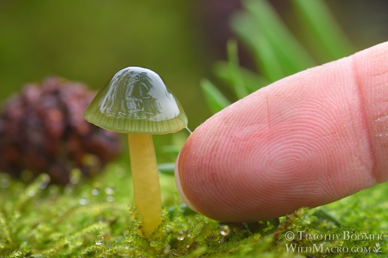 Parrot waxcap mushroom (Gliophorus psittacinus). Kruse Rhododendron SNR, Sonoma County, California, USA.  Stock Photo ID=FUN0454