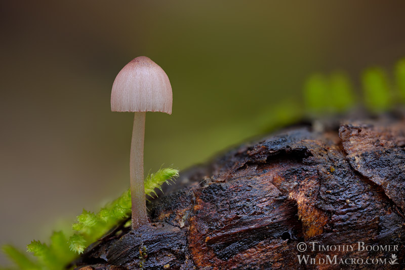 Purple-edge bonnet (Mycena purpureofusca) emerging from a Doug-fir cone. Kruse Rhododendron SNR, Sonoma County, California, USA. Stock Photo ID=FUN0359 Purple-edge bonnet (Mycena purpureofusca) emerging from a Doug-fir cone. Kruse Rhododendron SNR, Sonoma County, California, USA. Stock Photo ID=FUN0359