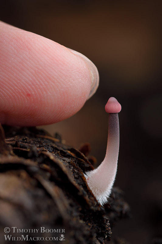 Purple-edge bonnet (Mycena purpureofusca). Cultivated in a moist chamber on a Doug-fir cone collected from Sonoma County, California, USA. Stock Photo ID=FUN0362scale Purple-edge bonnet (Mycena purpureofusca). Cultivated in a moist chamber on a Doug-fir cone collected from Sonoma County, California, USA. Stock Photo ID=FUN0362scale