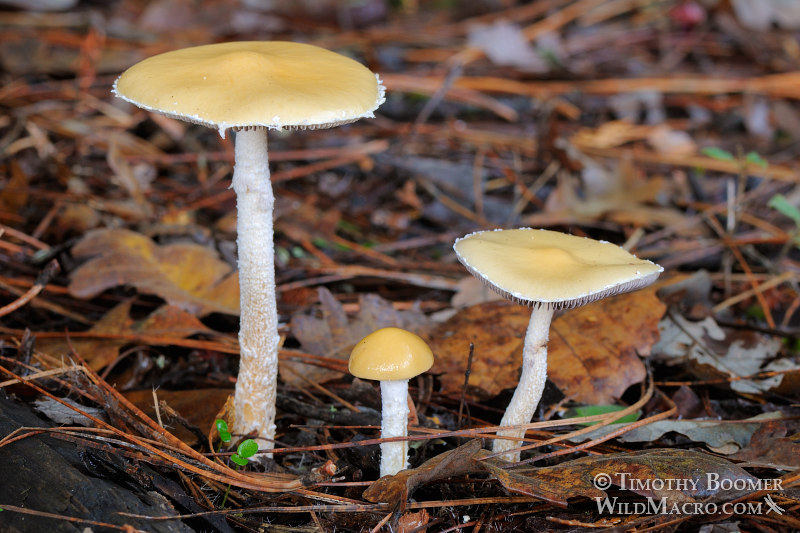 Questionable Stropharia (Stropharia ambigua). Amador County, California, USA. Stock Photo ID=FUN0173 Questionable Stropharia (Stropharia ambigua). Amador County, California, USA. Stock Photo ID=FUN0173