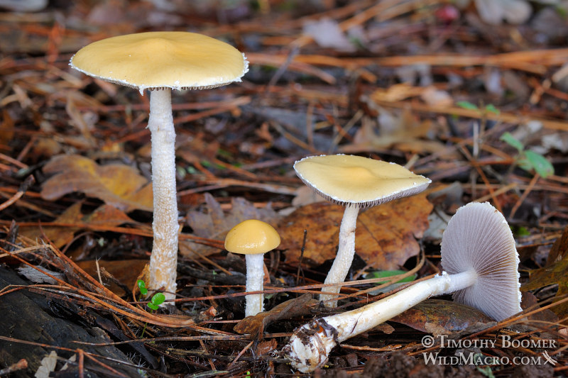 Questionable Stropharia (Stropharia ambigua). Amador County, California, USA. Stock Photo ID=FUN0174 Questionable Stropharia (Stropharia ambigua). Amador County, California, USA. Stock Photo ID=FUN0174