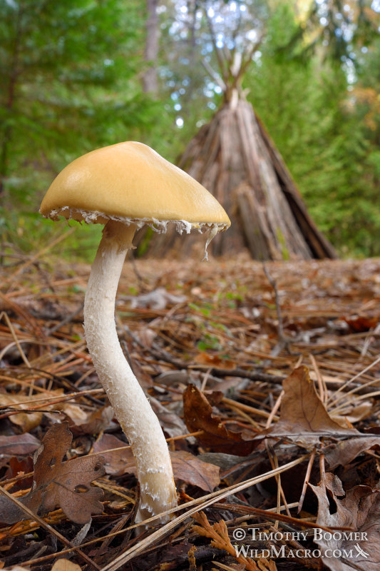 False Questionable Stropharia (Stropharia ambigua). Chaw'se / Indian Grinding Rock State Historic Park, Pine Grove, Amador County, California, USA. Stock Photo ID=FUN0233 Questionable Stropharia (Stropharia ambigua). Chaw'se / Indian Grinding Rock State Historic Park, Pine Grove, Amador County, California, USA. Stock Photo ID=FUN0233