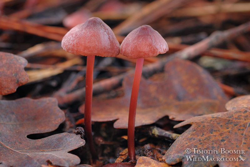 Red pinwheel or pleated Marasmius (Marasmius plicatulus). Amador county, California, USA.  Stock Photo ID=FUN0171