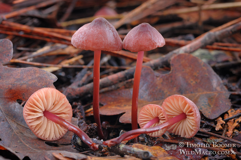Red pinwheel or pleated Marasmius (Marasmius plicatulus). Amador county, California, USA.  Stock Photo ID=FUN0172