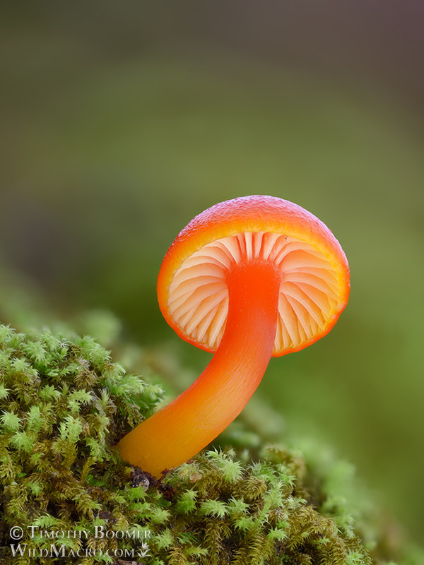 Red waxcap (Hygrocybe sp.)  Kruse Rhododendron SNR, Sonoma County, California, USA.  Stock Photo ID=FUN0429