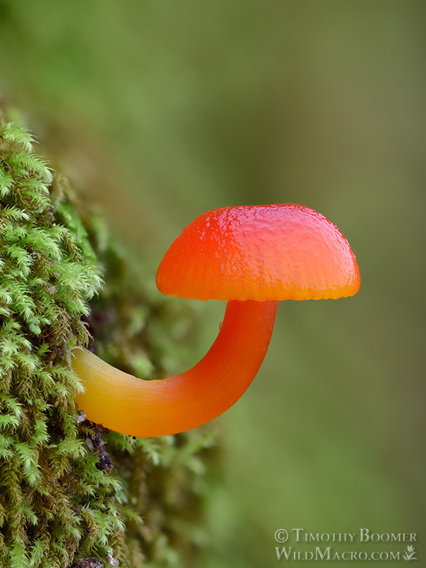 Red waxcap (Hygrocybe sp.)  Kruse Rhododendron SNR, Sonoma County, California, USA.  Stock Photo ID=FUN0430