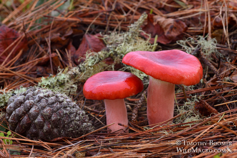 Rosy russula (Russula sanguinea).  Drakes Estero Trail, Point Reyes National Seashore, Marin County, California, USA.  Stock Photo ID=FUN0246
