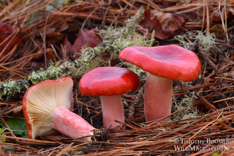 Rosy russula (Russula sanguinea).  Drakes Estero Trail, Point Reyes National Seashore, Marin County, California, USA.  Stock Photo ID=FUN0247