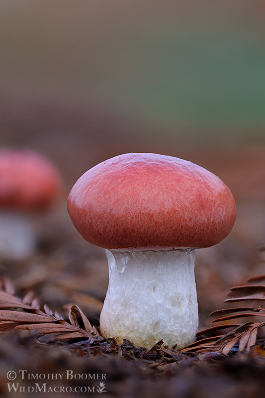 Rosy slime spike (Gomphidius subroseus).  Stillwater Cove Regional Park, Sonoma County, California, USA. Stock Photo ID=FUN0397