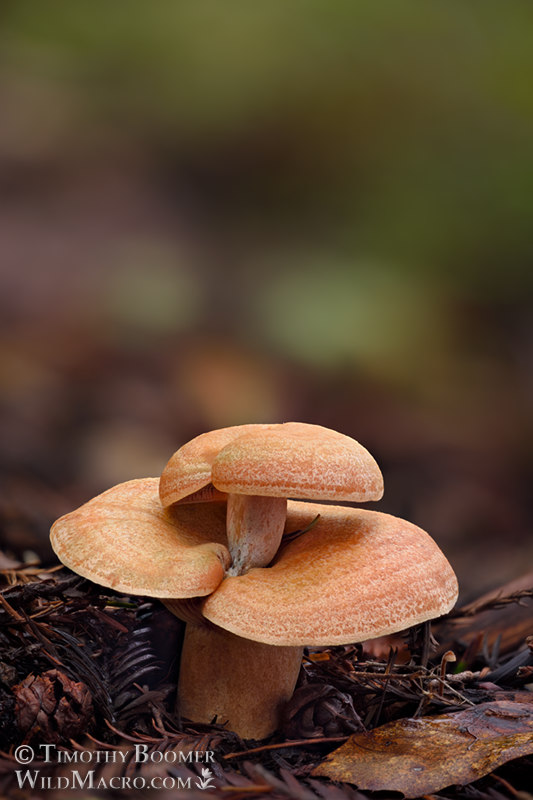 Saffron milkcap (Lactarius deliciosus), double-decker mutation with one mushroom growing directly from another.  Portola Redwoods State Park, San Mateo County, California, USA.  Stock Photo ID=FUN0333