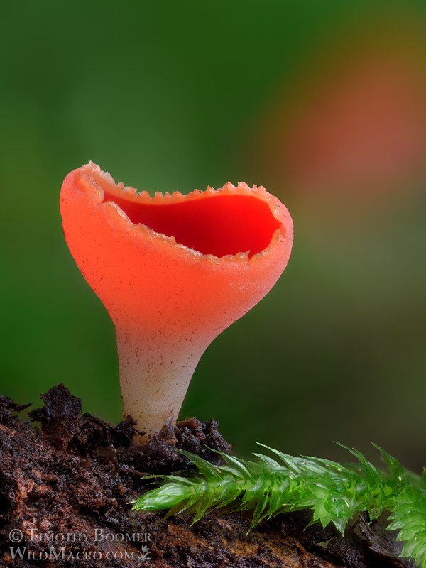 Scarlet elf cup (Sarcoscypha coccinea). Samuel P. Taylor State Park, Marin County, California, USA.  Stock Photo ID=FUN0457