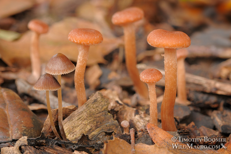 Scurfy twiglet (Tubaria furfuracea) and graceful Psathyrella (Psathyrella gracilis) mushrooms. Shields Oak Grove, UC Davis Arboretum, Davis, Yolo County, California, USA. Stock Photo ID=FUN0017 Scurfy twiglet (Tubaria furfuracea) and graceful Psathyrella (Psathyrella gracilis) mushrooms. Shields Oak Grove, UC Davis Arboretum, Davis, Yolo County, California, USA. Stock Photo ID=FUN0017