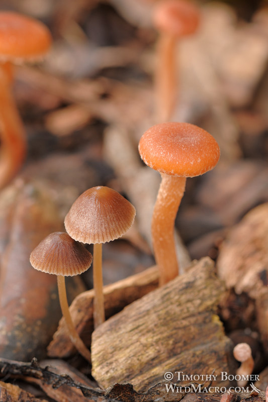 Scurfy twiglet (Tubaria furfuracea) and graceful Psathyrella (Psathyrella gracilis) mushrooms. Shields Oak Grove, UC Davis Arboretum, Davis, Yolo County, California, USA. Stock Photo ID=FUN0018 Scurfy twiglet (Tubaria furfuracea) and graceful Psathyrella (Psathyrella gracilis) mushrooms. Shields Oak Grove, UC Davis Arboretum, Davis, Yolo County, California, USA. Stock Photo ID=FUN0018