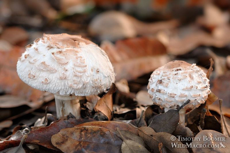 Shaggy parasol (Chlorophyllum brunneum).  Shields Oak Grove, UC Davis Arboretum, Davis, Yolo County, California, USA. Stock Photo ID=FUN0026
