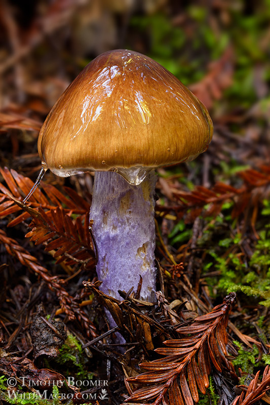 Slimy purple-stemmed cort (Cortinarius seidliae). Kruse Rhododendron State Natural Reserve, Sonoma County, California, USA. Stock Photo ID=FUN0208