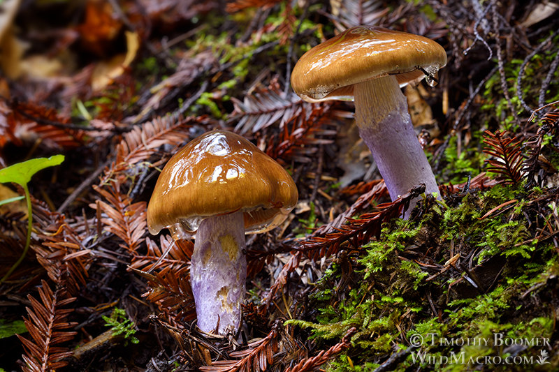 Slimy purple-stemmed cort (Cortinarius seidliae). Kruse Rhododendron State Natural Reserve, Sonoma County, California, USA. Stock Photo ID=FUN0209