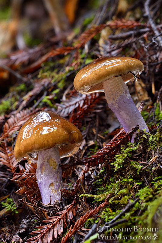 Slimy purple-stemmed cort (Cortinarius seidliae). Kruse Rhododendron State Natural Reserve, Sonoma County, California, USA. Stock Photo ID=FUN0210