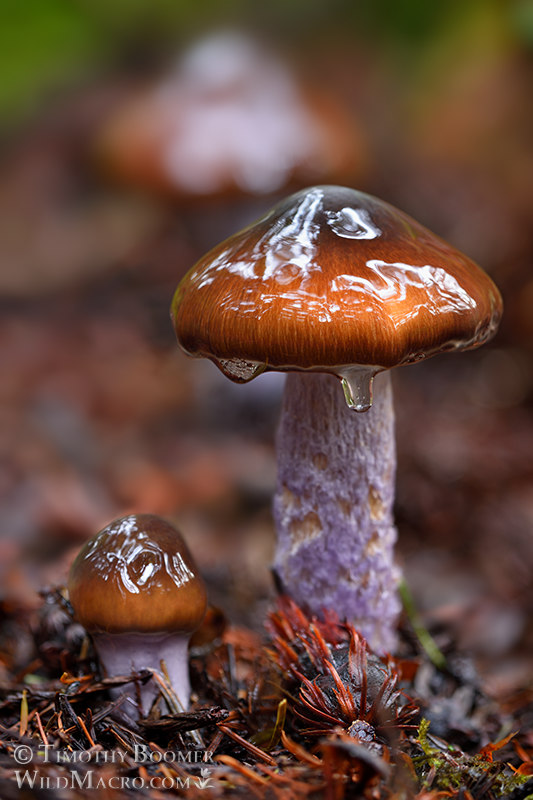 Slimy purple-stemmed cort (Cortinarius seidliae). Kruse Rhododendron State Natural Reserve, Sonoma County, California, USA. Stock Photo ID=FUN0211