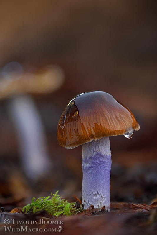 Slimy purple-stemmed cort (Cortinarius seidliae). Stillwater Cove Regional Park, Sonoma County, California, USA. Stock Photo ID=FUN0361