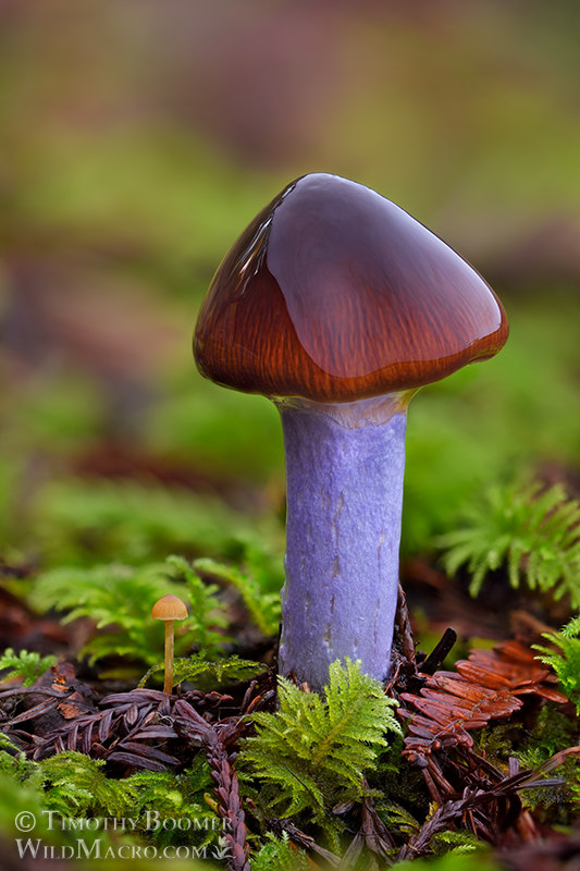 Slimy purple-stemmed cort (Cortinarius seidliae). Stillwater Cove Regional Park, Sonoma County, California, USA. Stock Photo ID=FUN0422