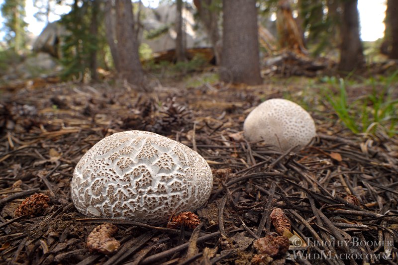 Small-warted mountain puffball (Lycoperdon subcretaceum).  Eldorado National Forest, Sierra Nevada, Alpine County, California, USA. Stock Photo ID=FUN0460