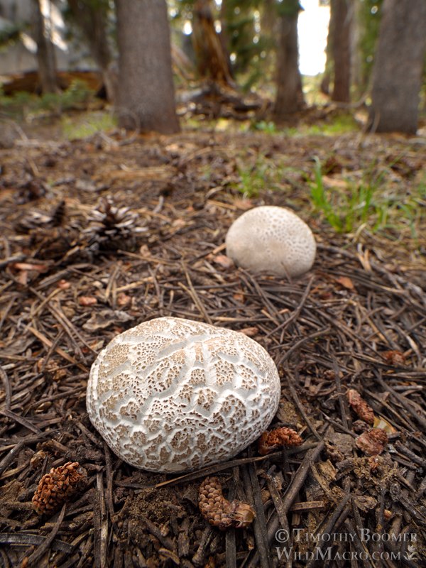 Small-warted mountain puffball (Lycoperdon subcretaceum).  Eldorado National Forest, Sierra Nevada, Alpine County, California, USA. Stock Photo ID=FUN0461