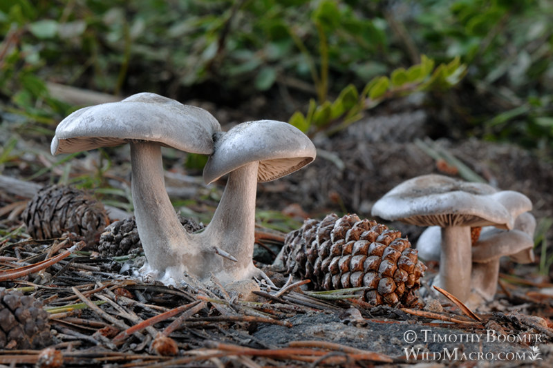 Snowbank clitocybe (Clitocybe glacialis).  Alpine County, California, USA. Stock Photo ID=FUN0131