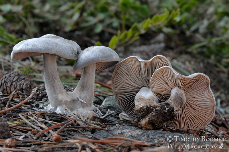 Snowbank clitocybe (Clitocybe glacialis).  Alpine County, California, USA. Stock Photo ID=FUN0132