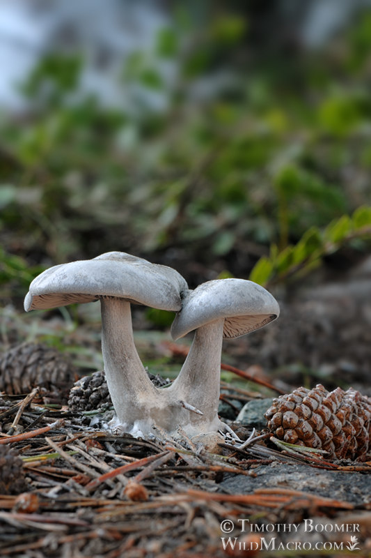 Snowbank clitocybe (Clitocybe glacialis).  Alpine County, California, USA. Stock Photo ID=FUN0133