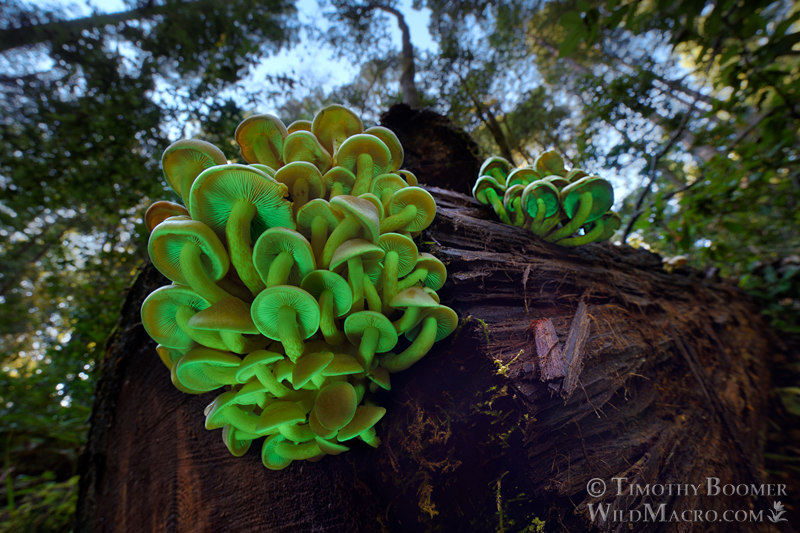 Sulphur tuft (Hypholoma fasciculare).  Kruse Rhododendron SNR, Sonoma County, California, USA. Stock Photo ID=FUN0406