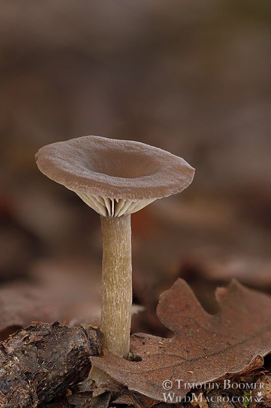 The goblet (Pseudoclitocybe cyathiformis).  Chaw'se Indian Grinding Rock SHP, Amador County, California, USA. Stock Photo ID=FUN0371