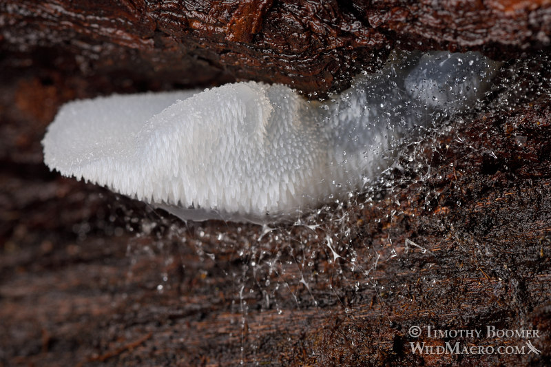 Toothed jelly fungus (Pseudohydnum gelatinosum). Portola Redwoods State Park, San Mateo County, California, USA. Stock Photo ID=FUN0239 Toothed jelly fungus (Pseudohydnum gelatinosum). Portola Redwoods State Park, San Mateo County, California, USA. Stock Photo ID=FUN0239