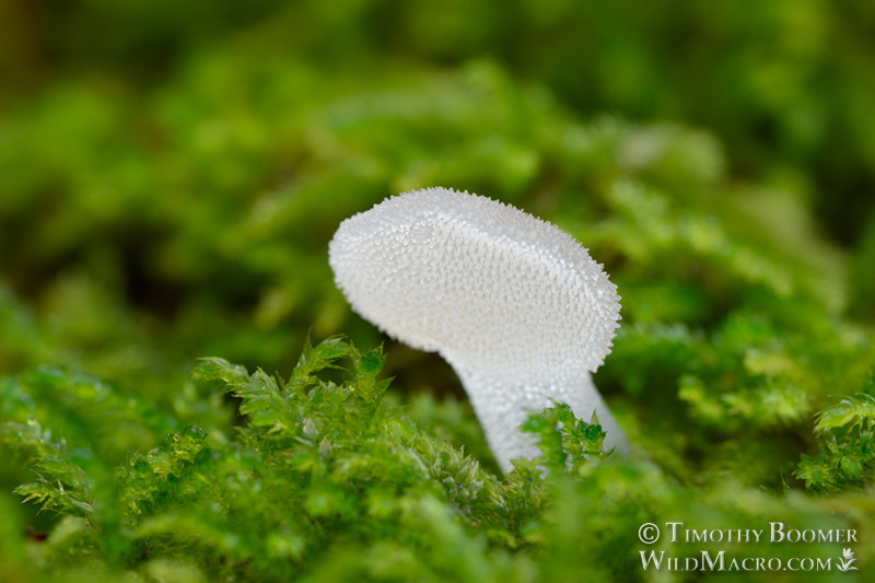 Toothed jelly fungus (Pseudohydnum gelatinosum). Mount Tamalpais State Park, Marin County, California, USA. Stock Photo ID=FUN0262 Toothed jelly fungus (Pseudohydnum gelatinosum). Mount Tamalpais State Park, Marin County, California, USA. Stock Photo ID=FUN0262